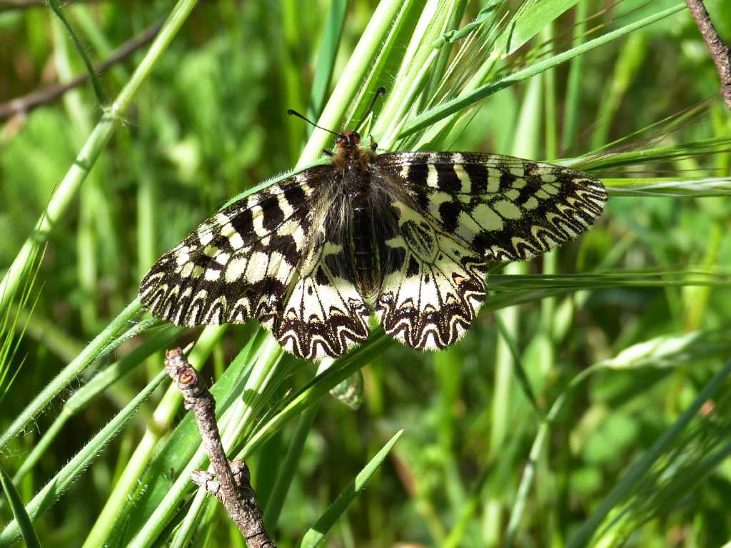 Zerynthia cassandra